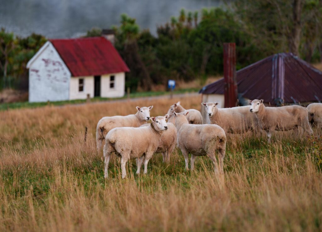 Milford Sheep
